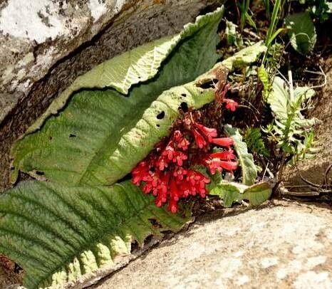 Streptocarpus dunnii leaf