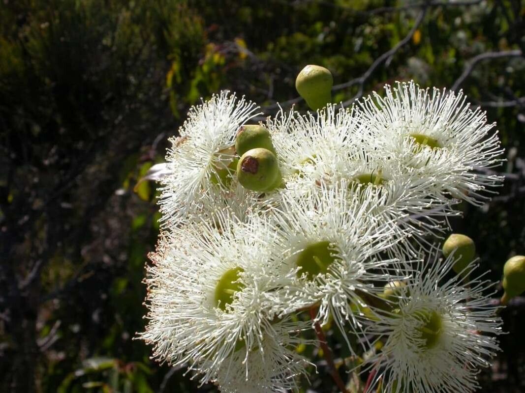 Eucalyptus drummondii — houseplant care guide