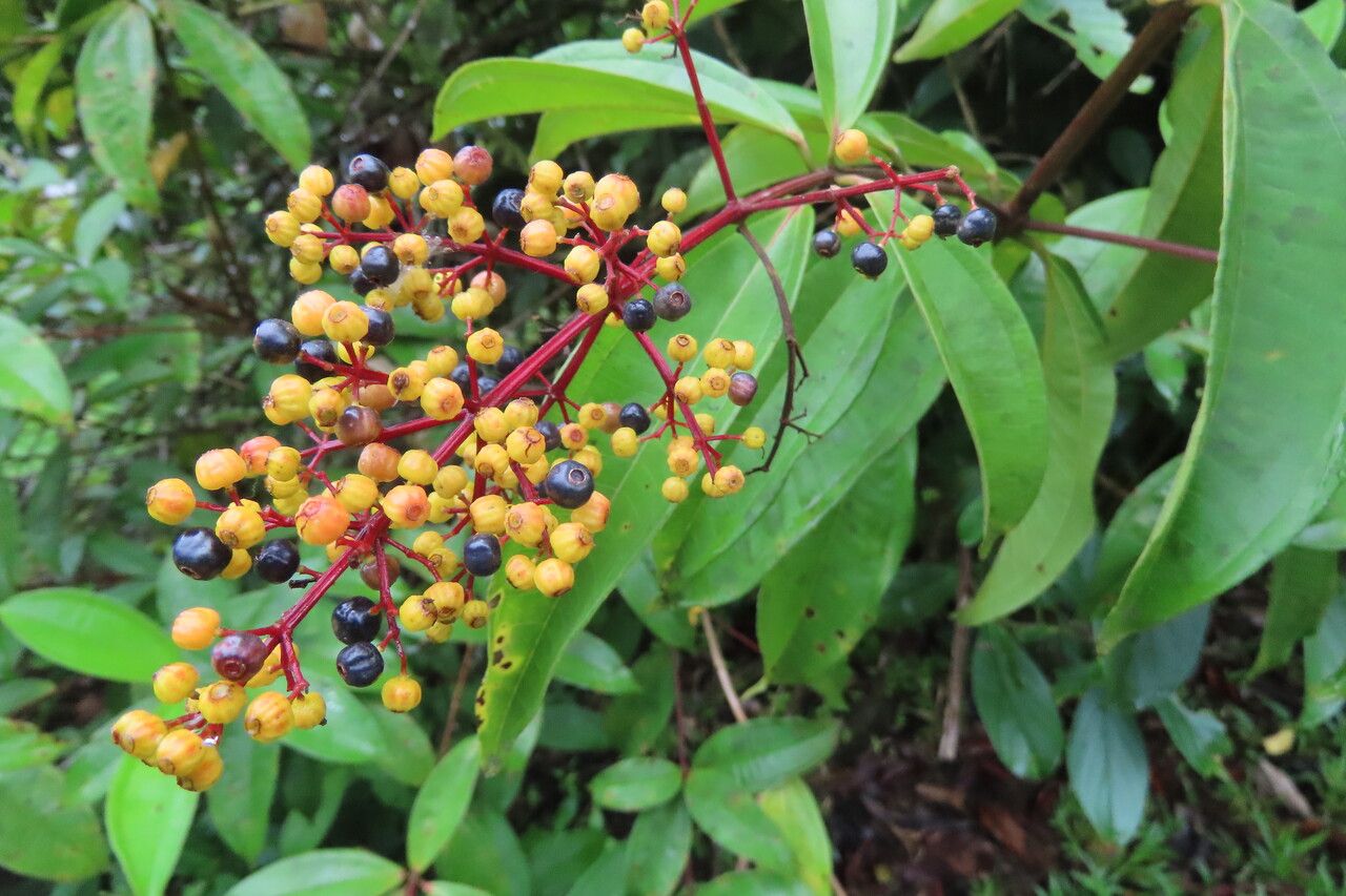 Miconia longifolia fruit
