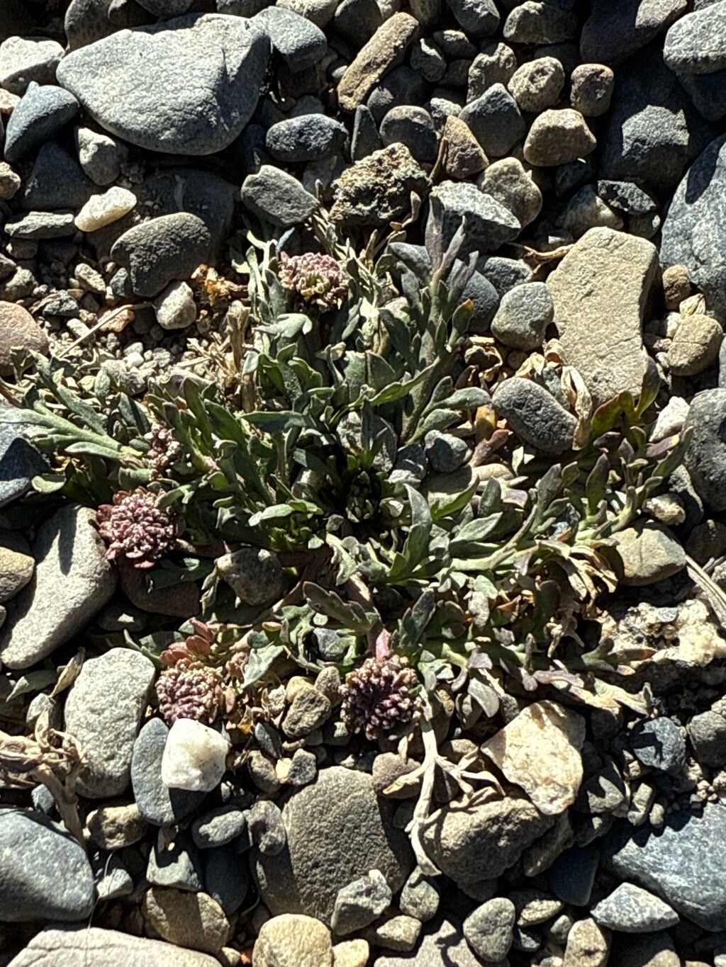 Lepidium depressum — search result for 'Lepidium'