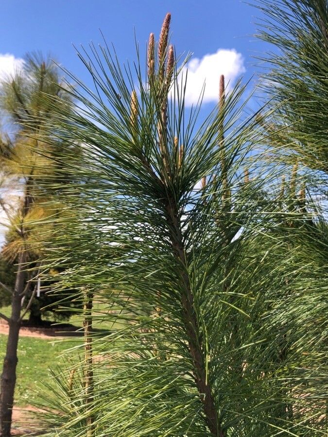 Pinus ayacahuite — search result for 'Pinaceae'