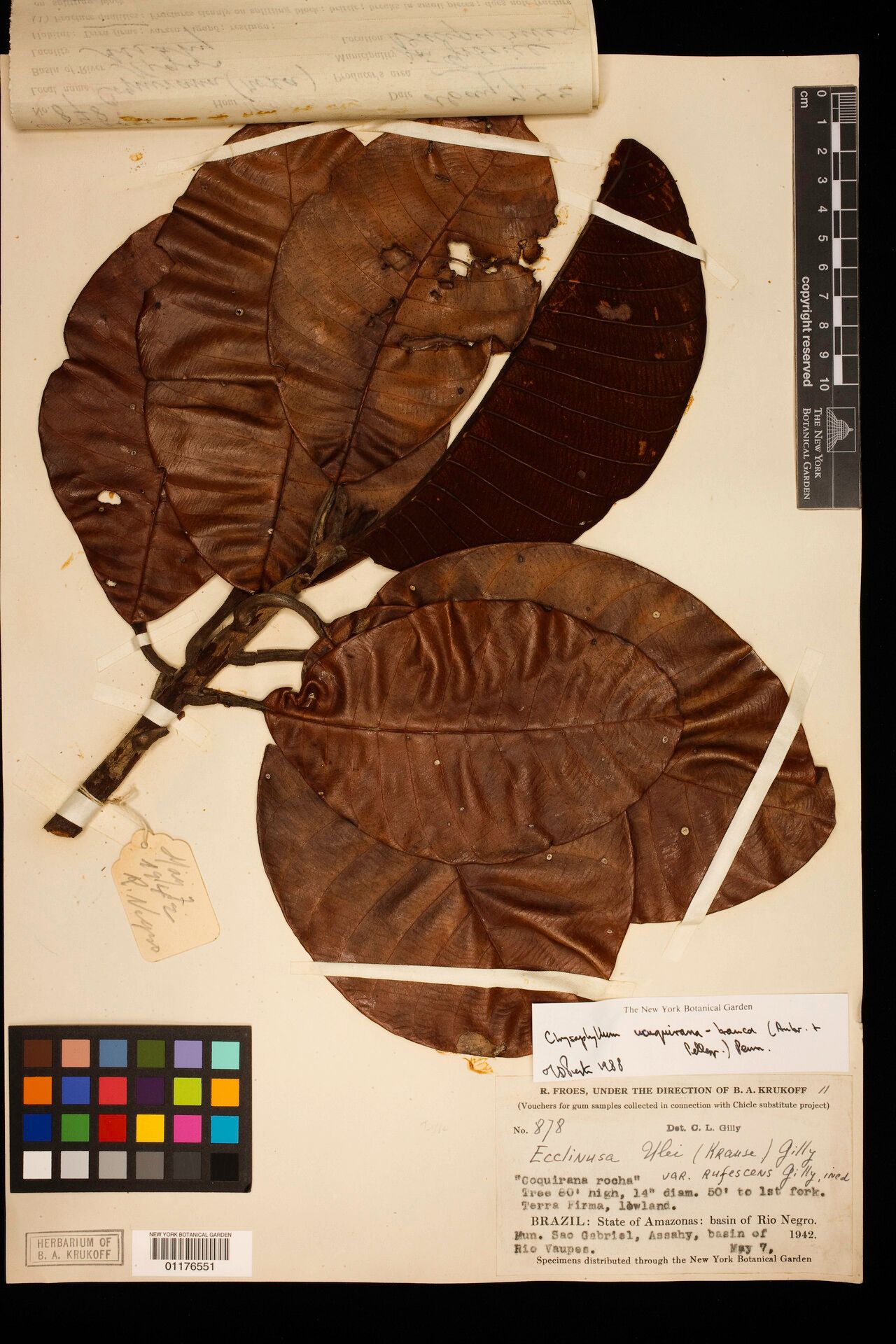 Chrysophyllum ucuquirana-branca — houseplant care guide