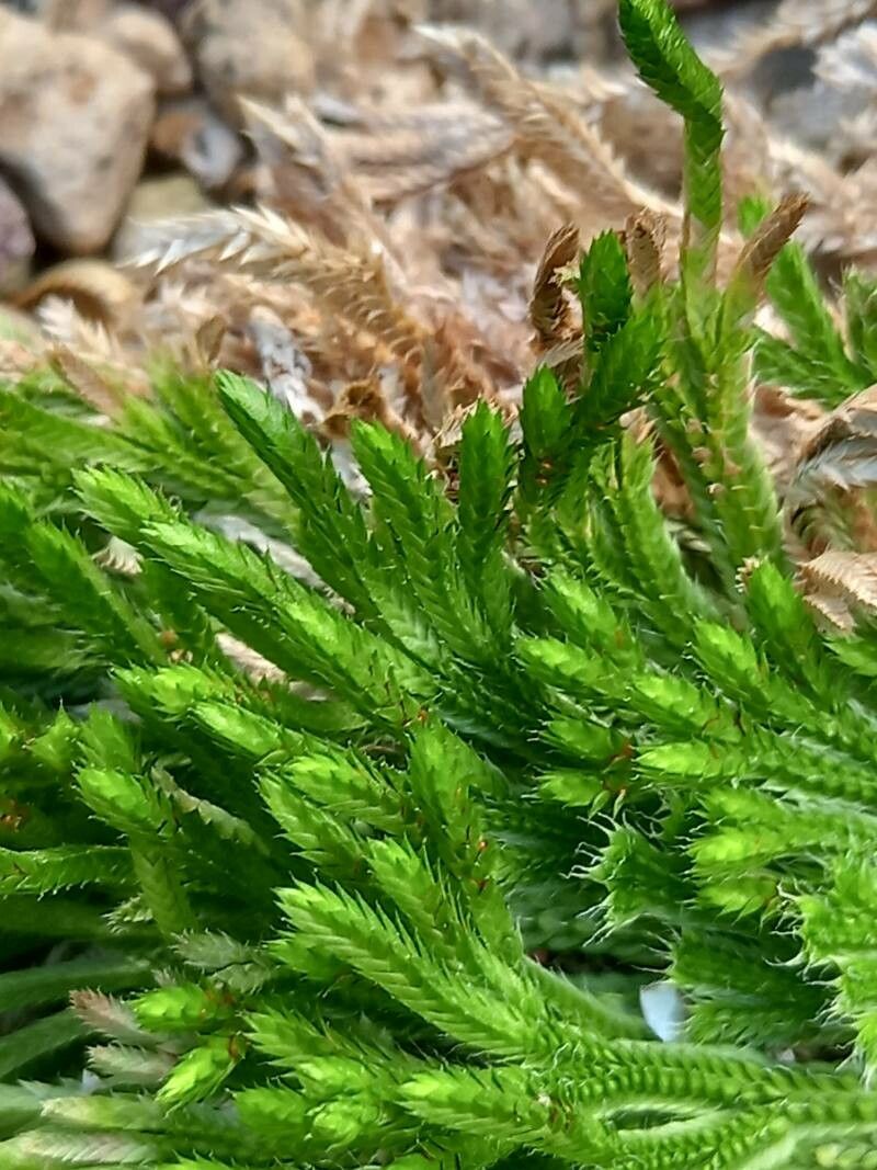 Selaginella pilifera leaf