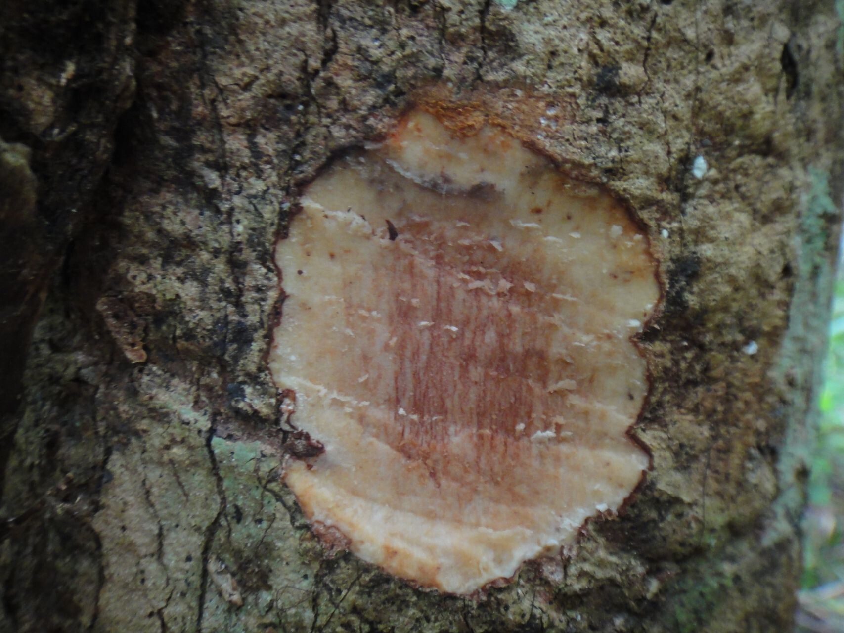Syzygium paniense bark