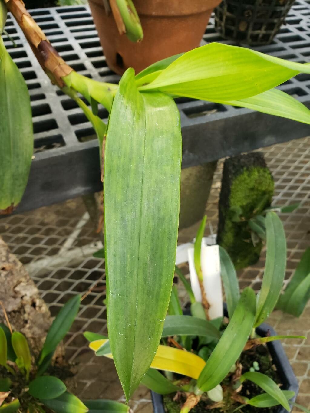 Maxillaria elatior — houseplant care guide