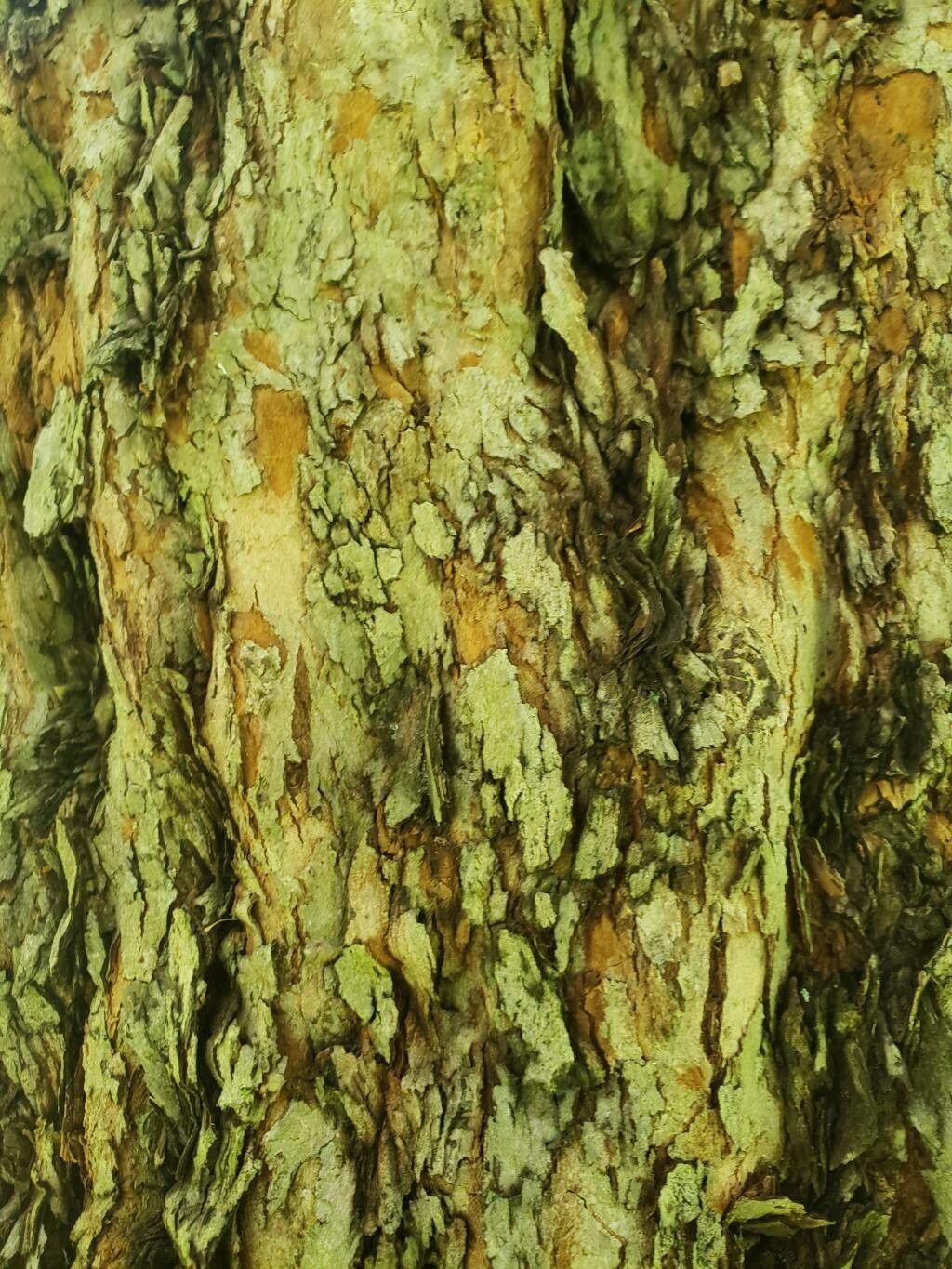 Crataegus nitida bark