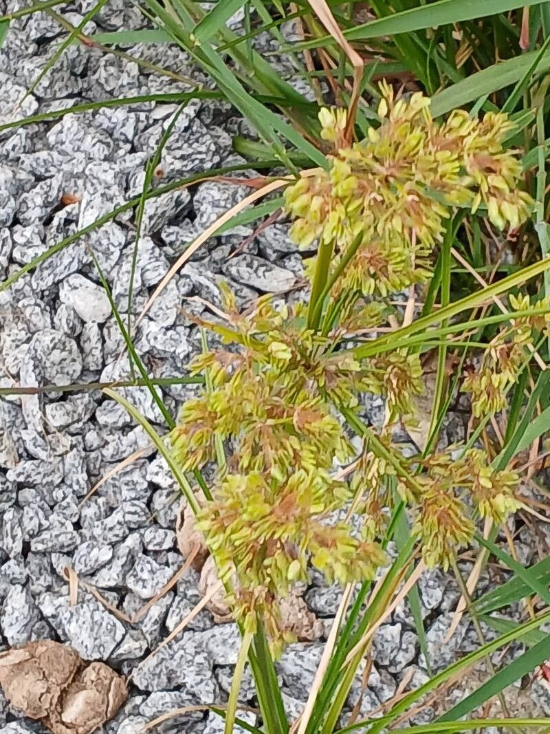Cyperus surinamensis leaf