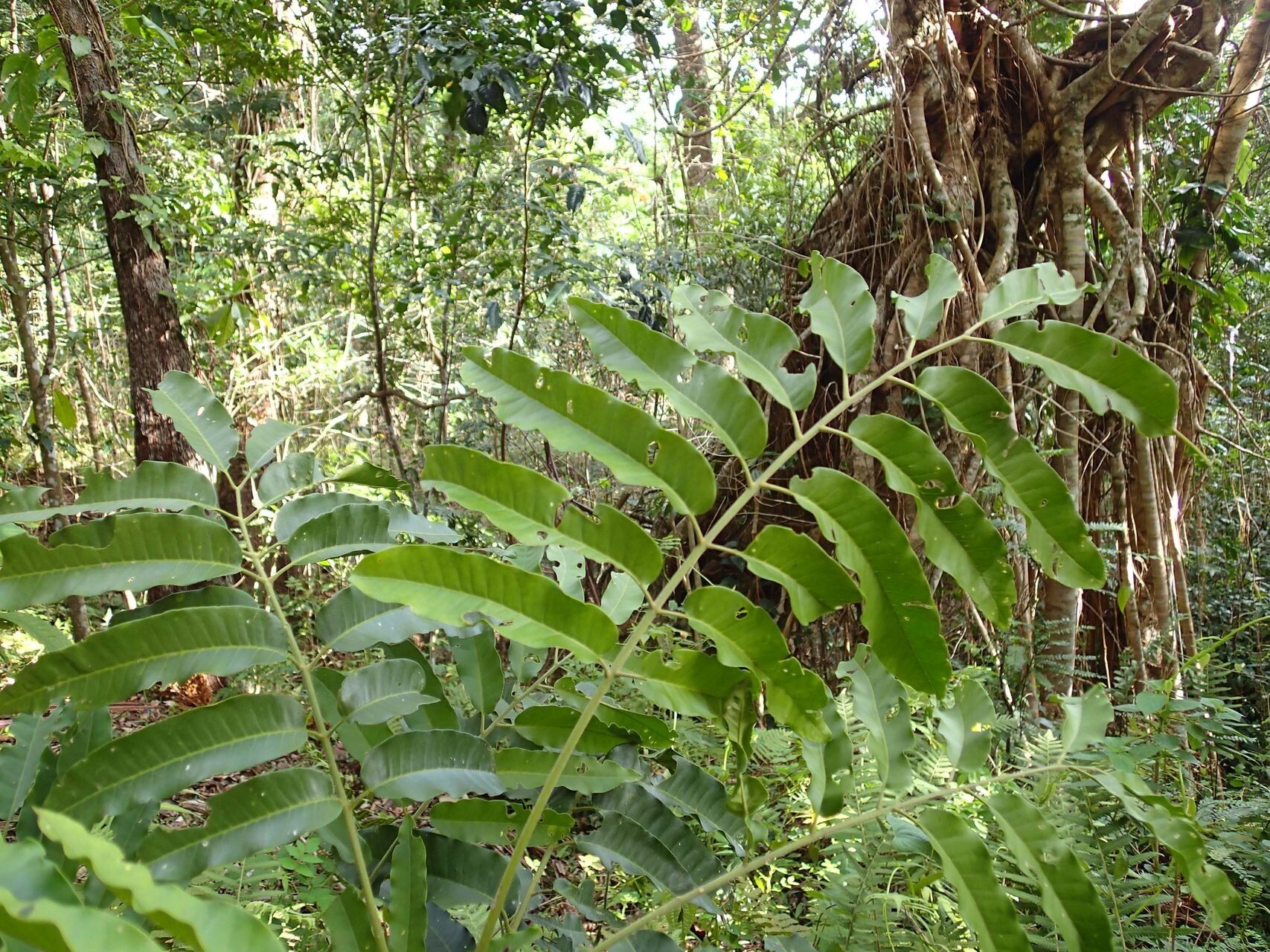 Didymocheton pachypodus — houseplant care guide