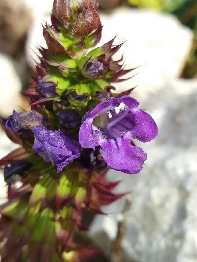 Horminum pyrenaicum flower