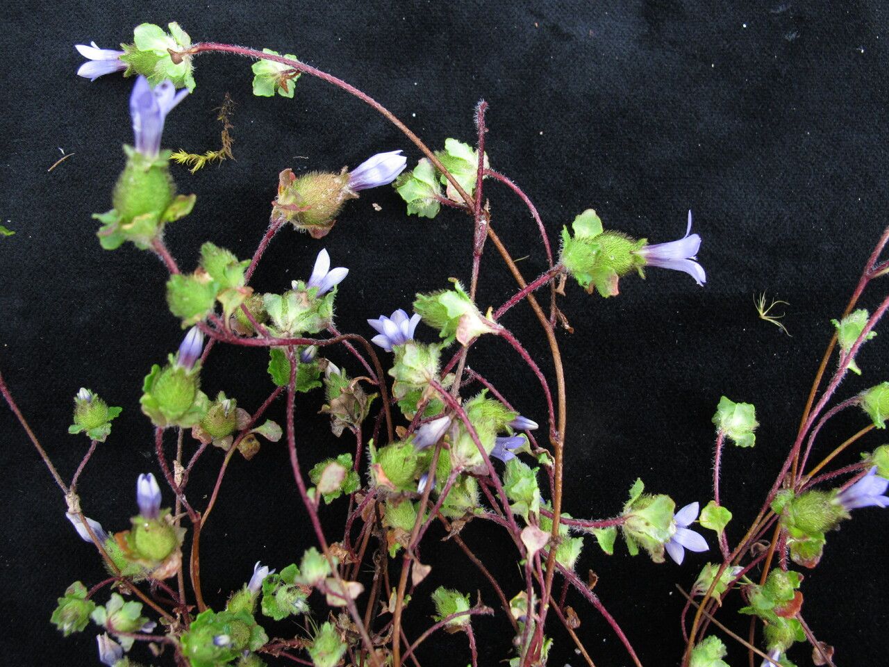 Cyananthus inflatus habit