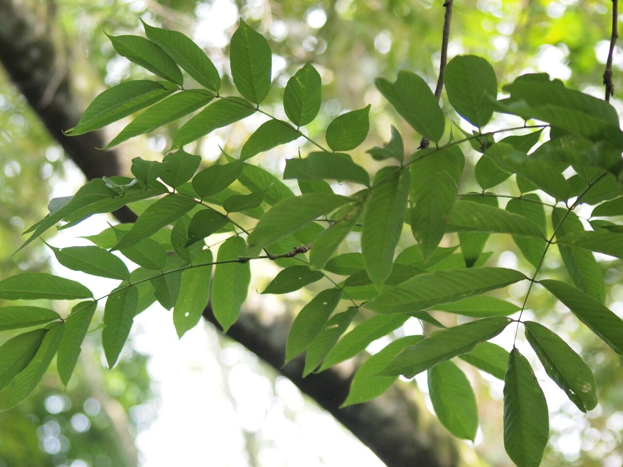 Millettia versicolor — houseplant care guide