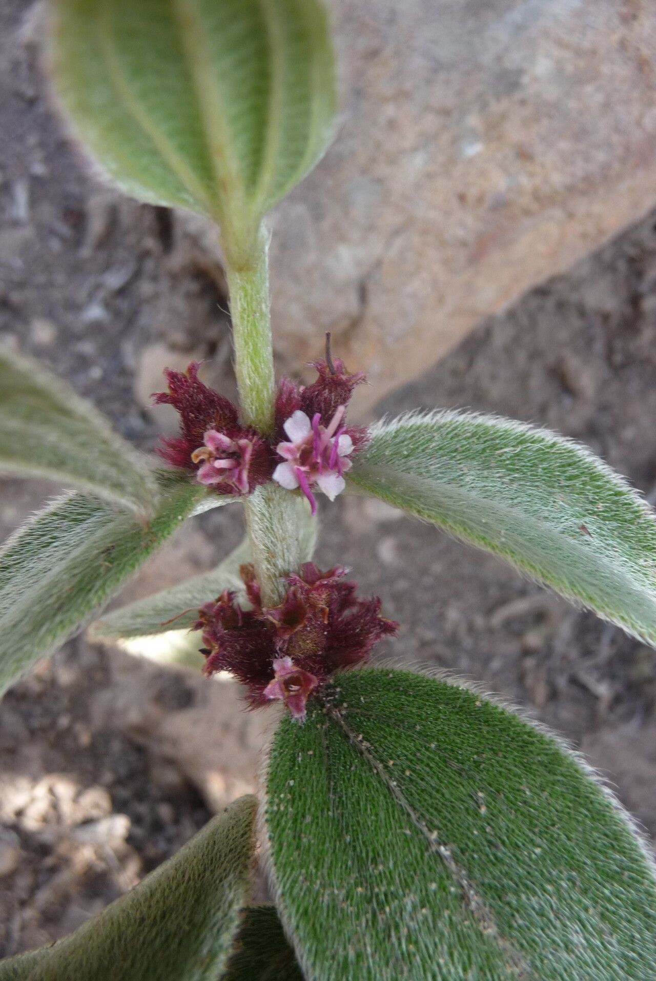 Miconia sericea flower