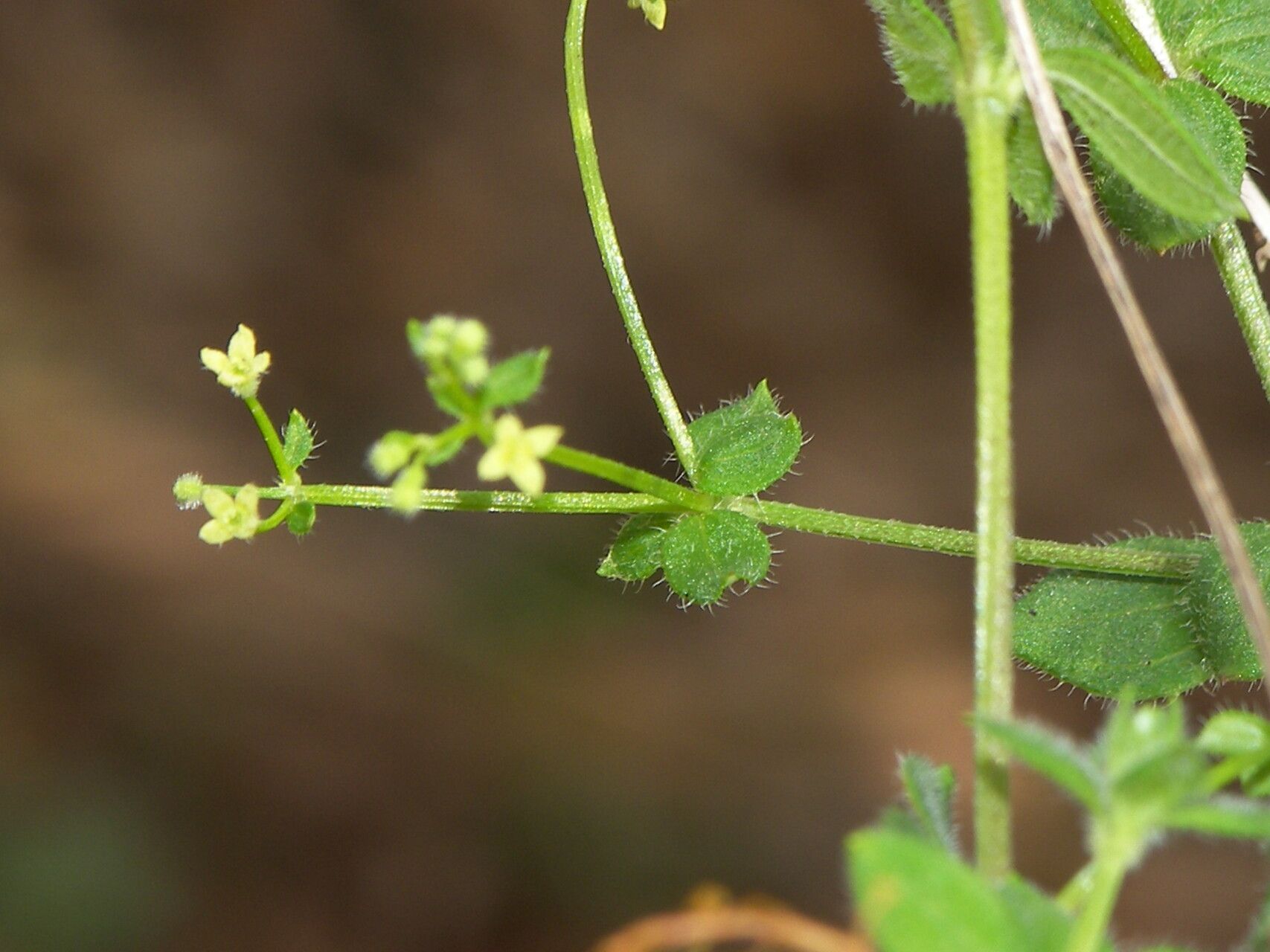 Galium uncinulatum — houseplant care guide