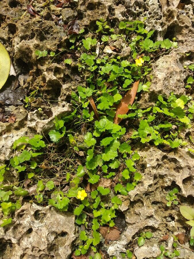 Saxifraga cymbalaria habit