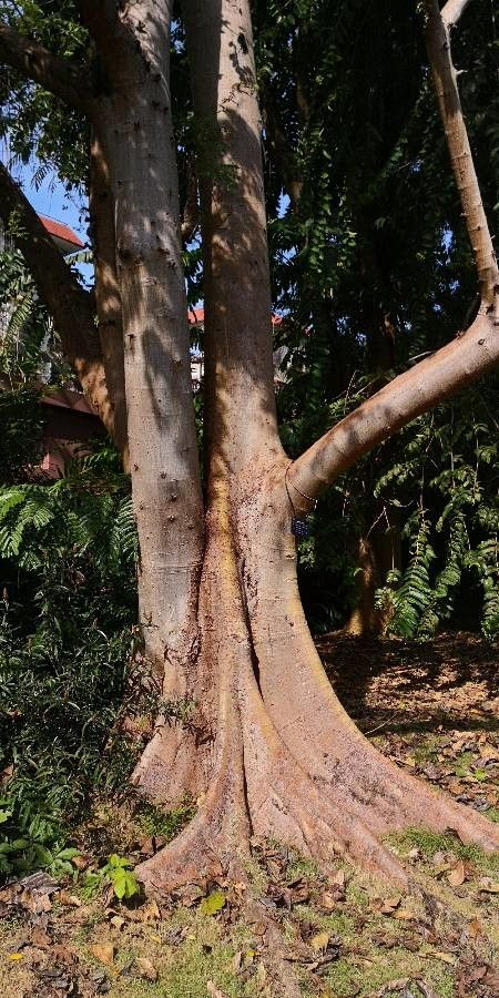 Ficus variegata bark
