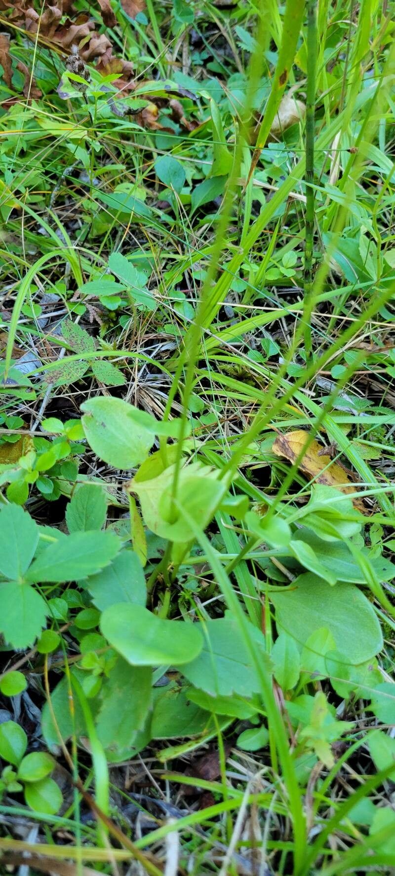 Parnassia glauca — related species from the same genus
