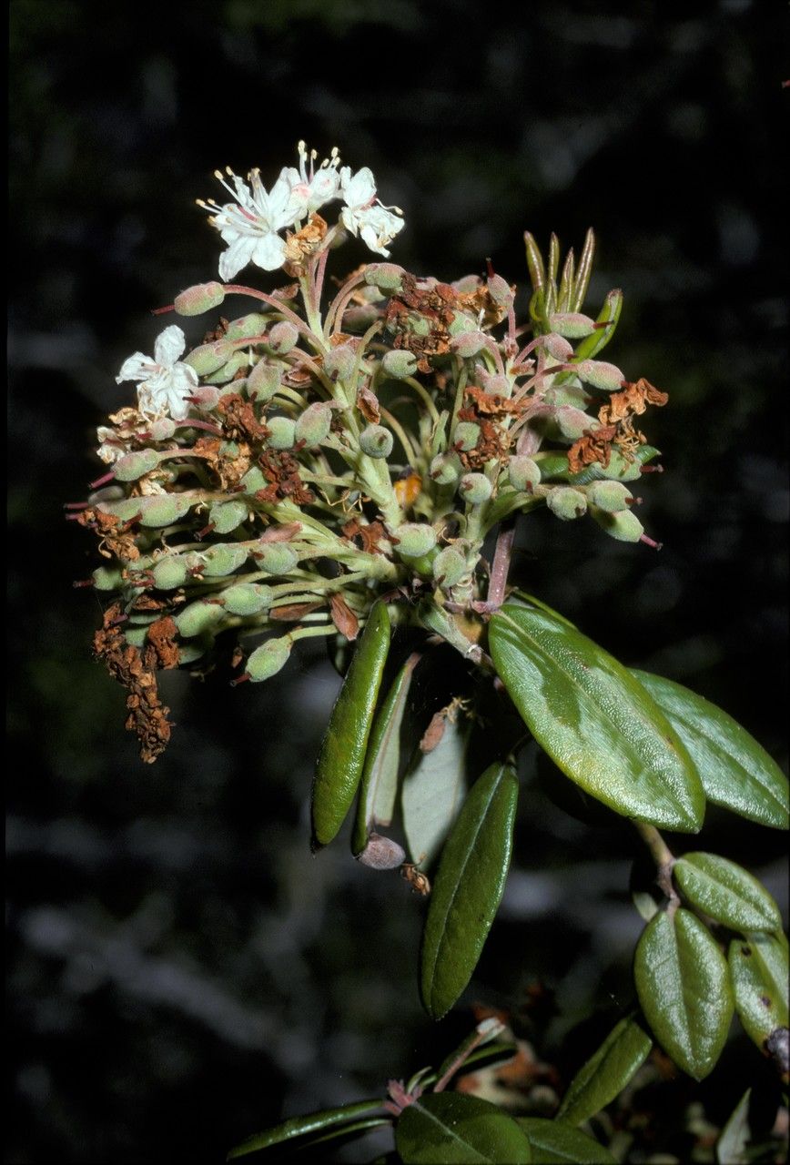 Ledum glandulosum — search result for 'Labrador'