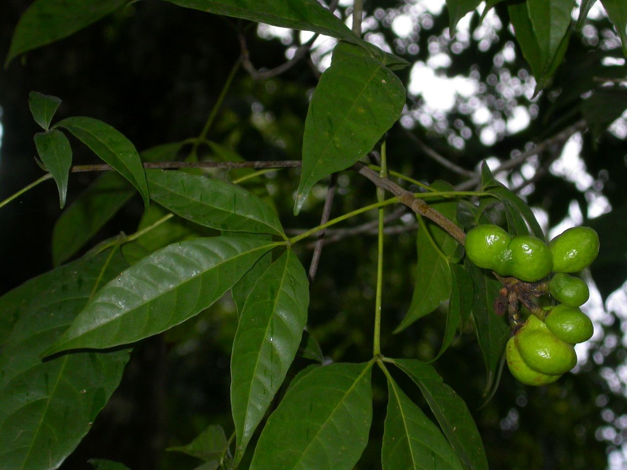 Caryocar microcarpum — houseplant care guide