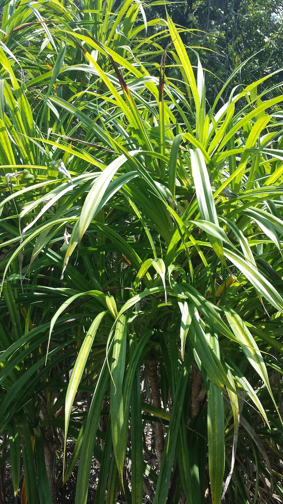 Pandanus sylvicola habit