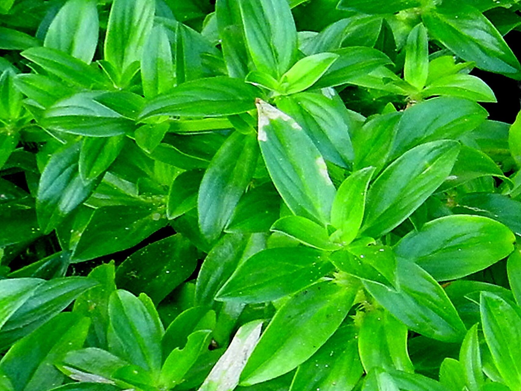 Hexasepalum serrulatum — houseplant care guide