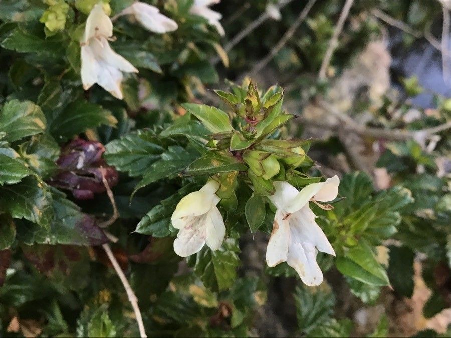 Prasium majus flower