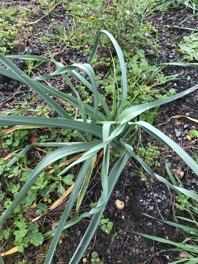 Allium longispathum habit