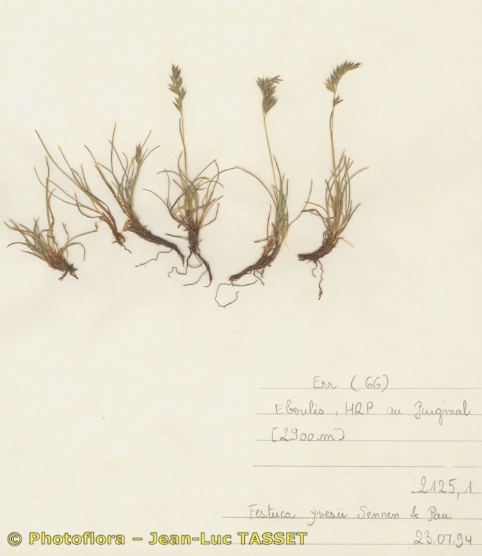 Festuca yvesii habit