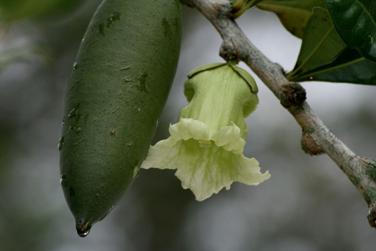 Crescentia portoricensis — search result for 'Bignoniaceae'