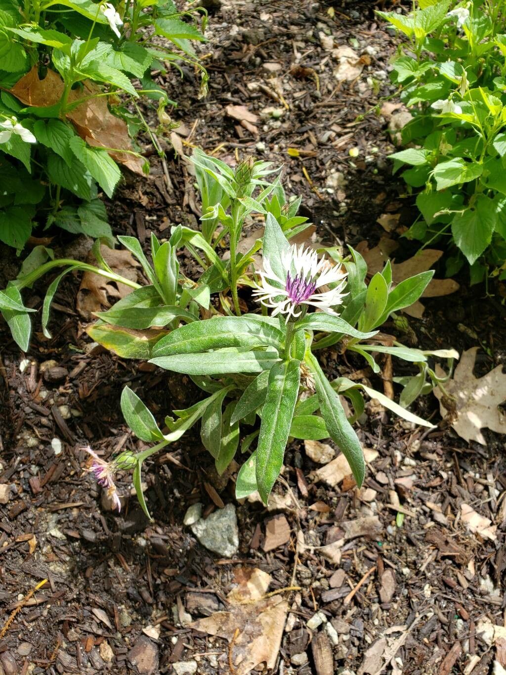 Centaurea lugdunensis habit