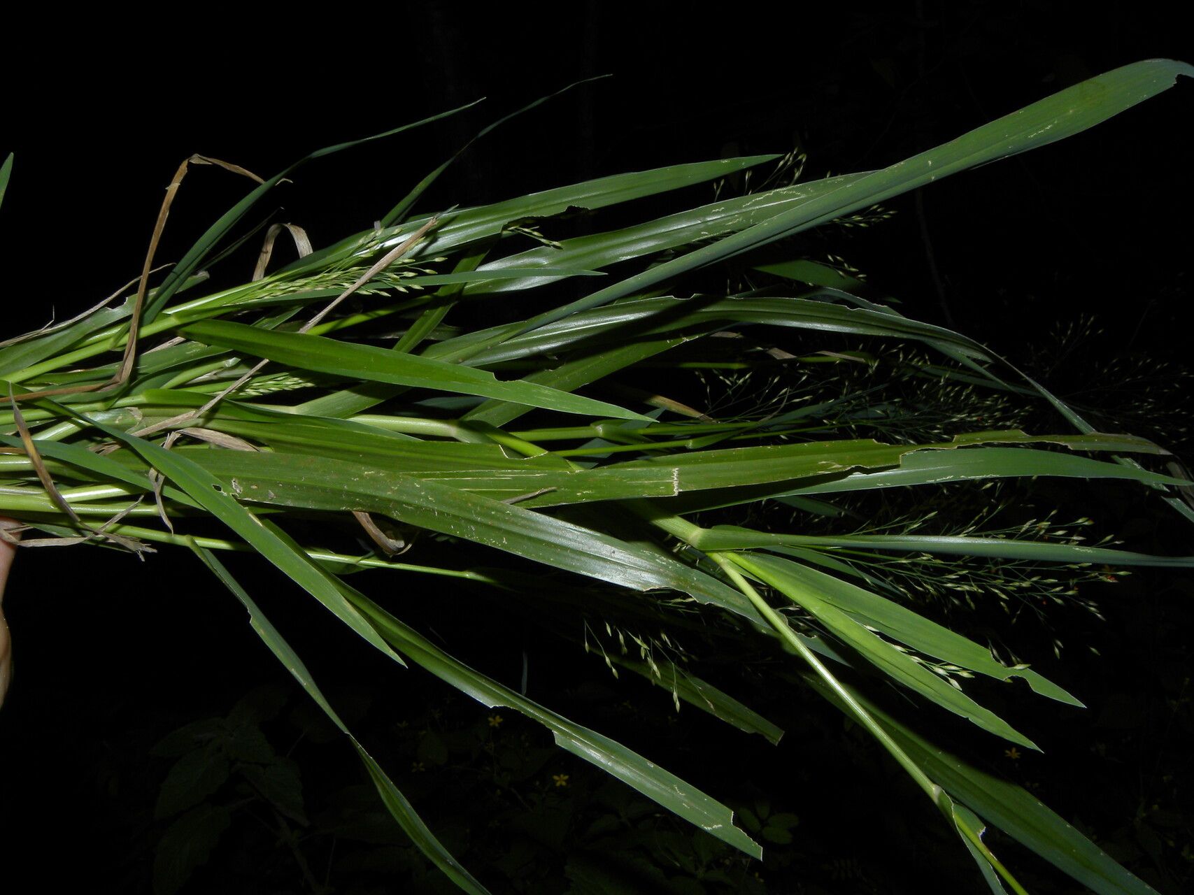 Panicum aquaticum — houseplant care guide