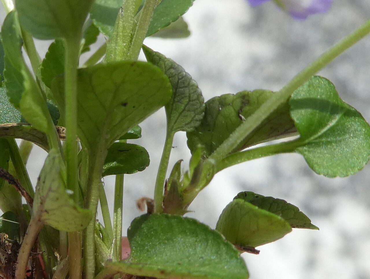 Viola rupestris — search result for 'Violaceae'