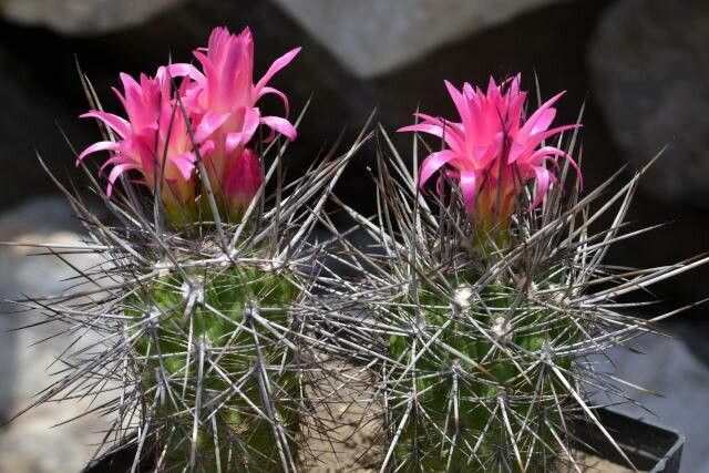 Eriosyce vallenarensis — houseplant care guide