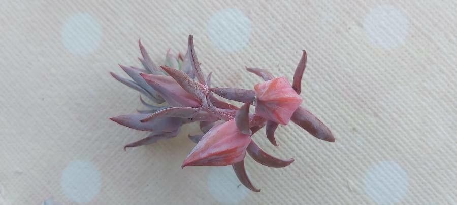Echeveria gigantea fruit