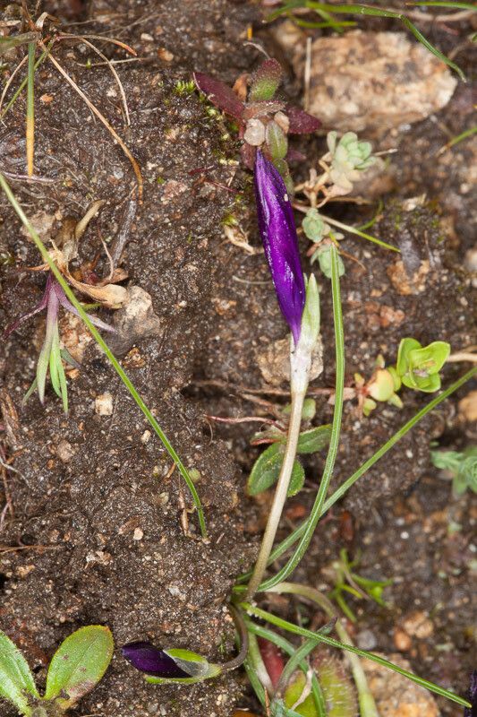 Romulea requienii — search result for 'Romulea'