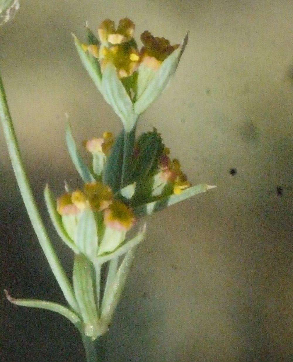 Bupleurum tenuissimum fruit