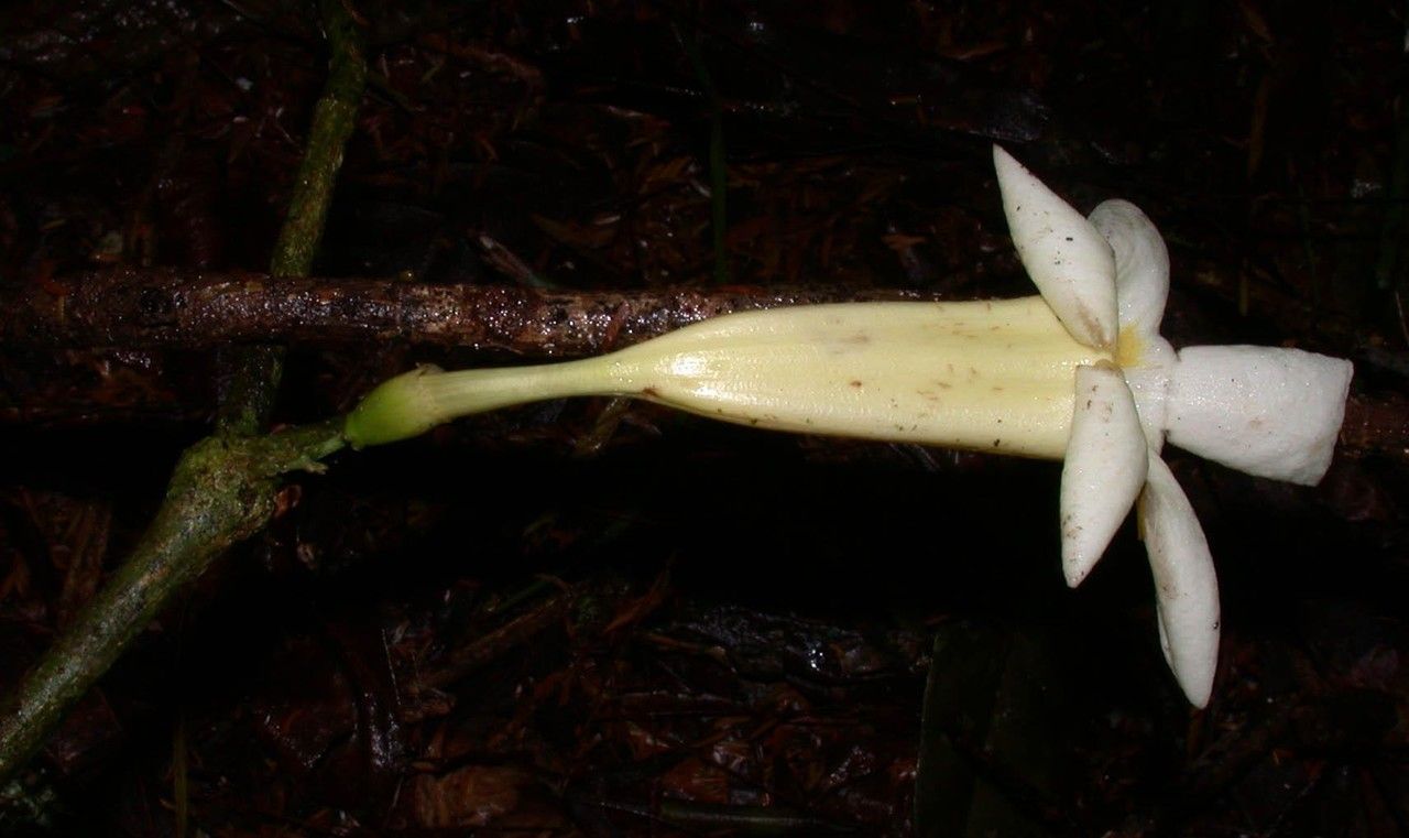 Anemopaegma chrysoleucum fruit