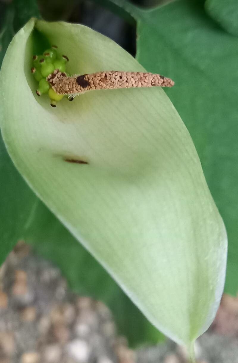 Aglaonema robeleynii flower