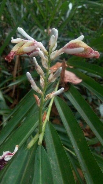 Alpinia calcarata other