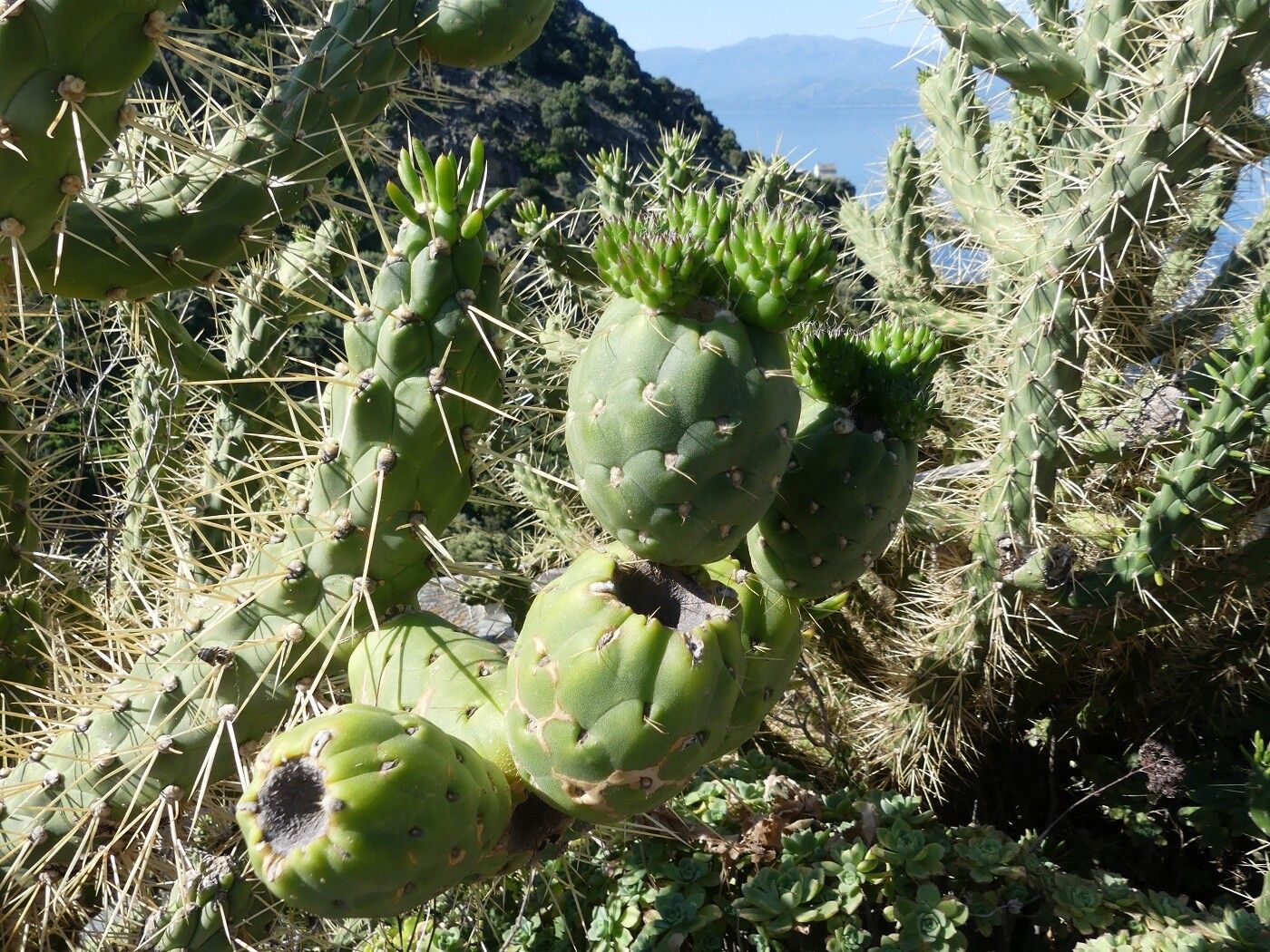 Opuntia cylindrica fruit