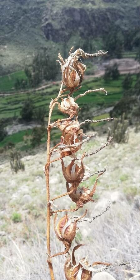 Hechtia glomerata other