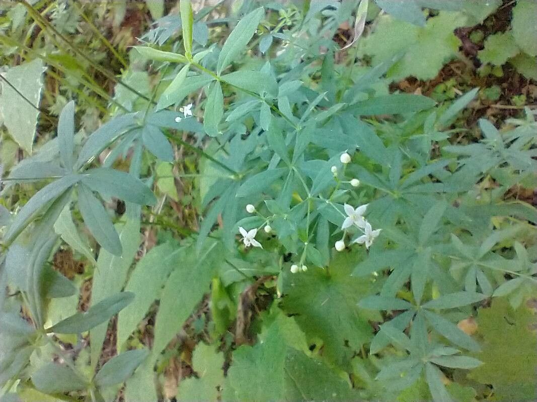 Galium sylvaticum flower
