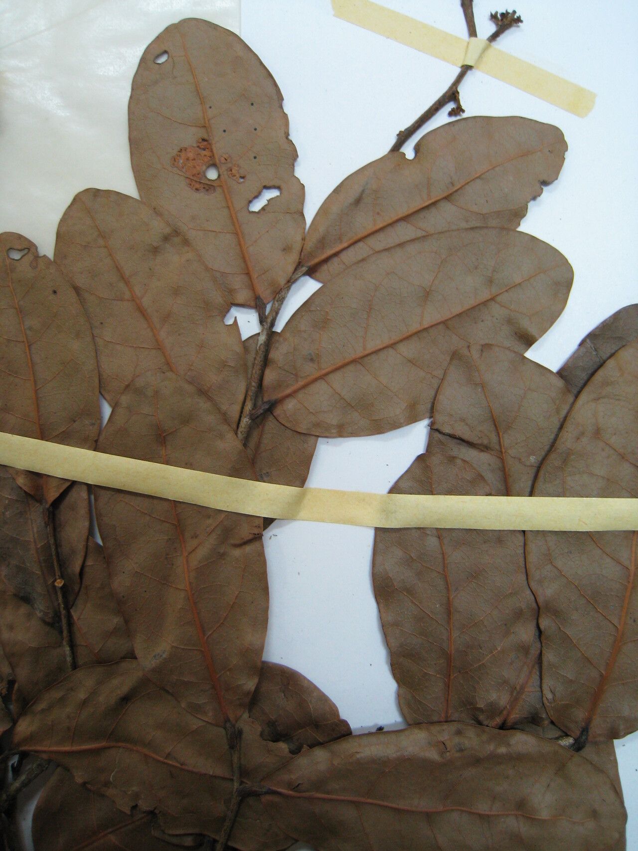 Licania fanshawei — houseplant care guide