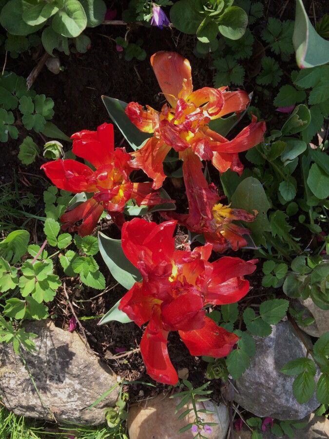 Tulipa grengiolensis other