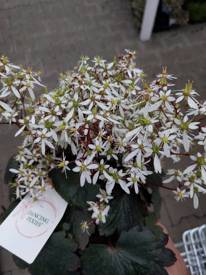 Saxifraga cortusifolia flower