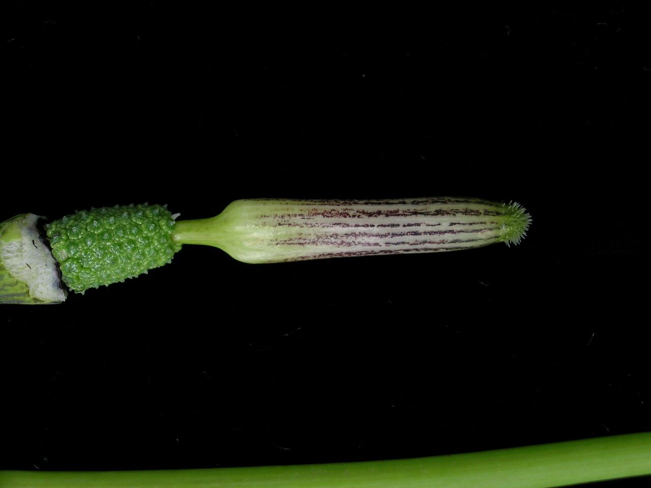 Arisaema echinatum flower