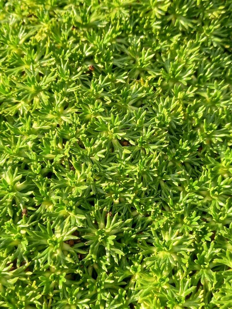 Azorella trifurcata leaf