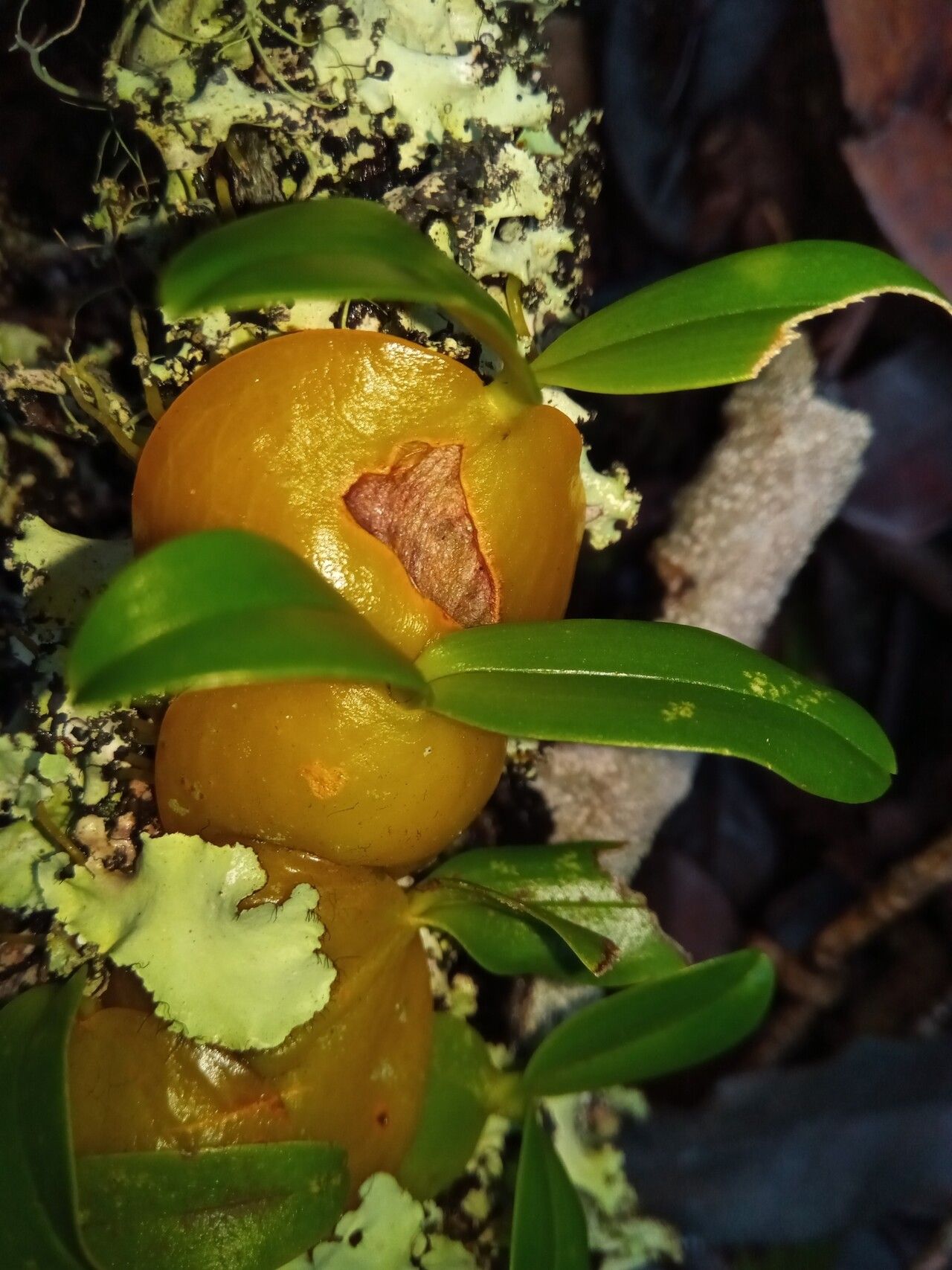 Bulbophyllum uroplatoides — houseplant care guide