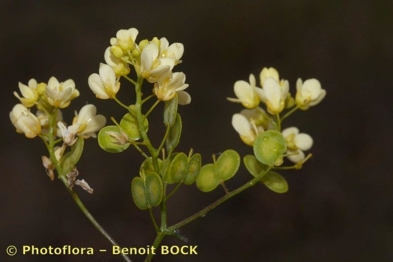 Biscutella sclerocarpa other