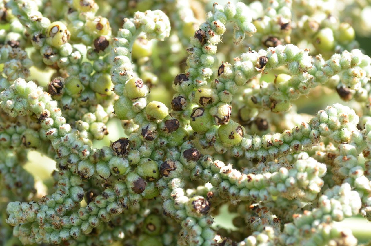 Tournefortia argentea fruit
