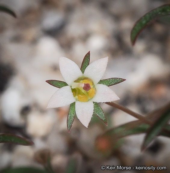 Nemacladus glandulifer flower